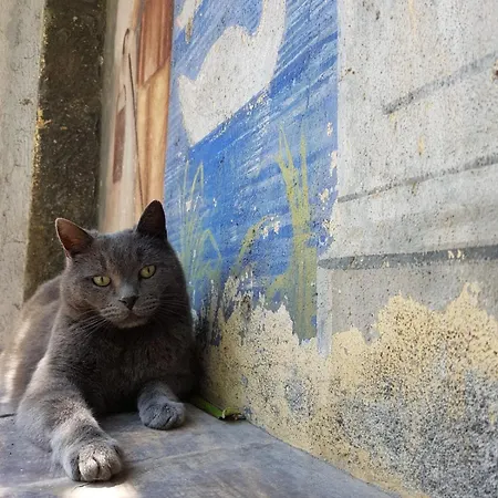 La Baronessa