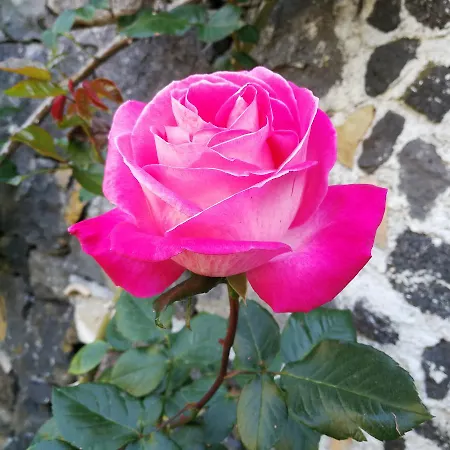 La Baronessa Panzió