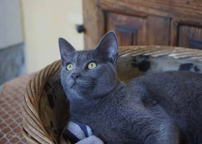 La Baronessa 里波斯托