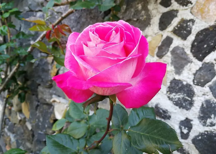 La Baronessa Bed & Breakfast